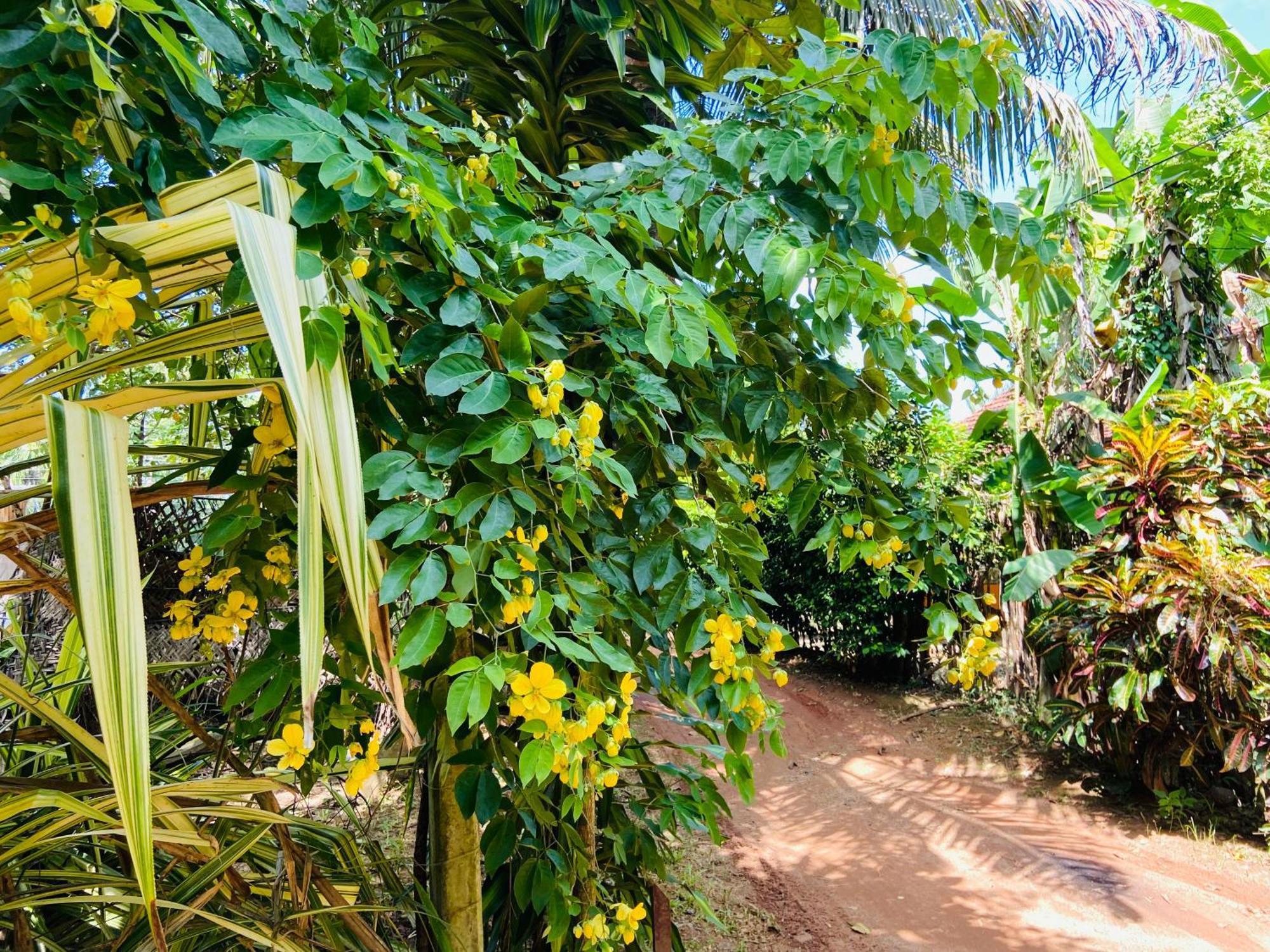 Leo Homestay Dikwella Exteriér fotografie